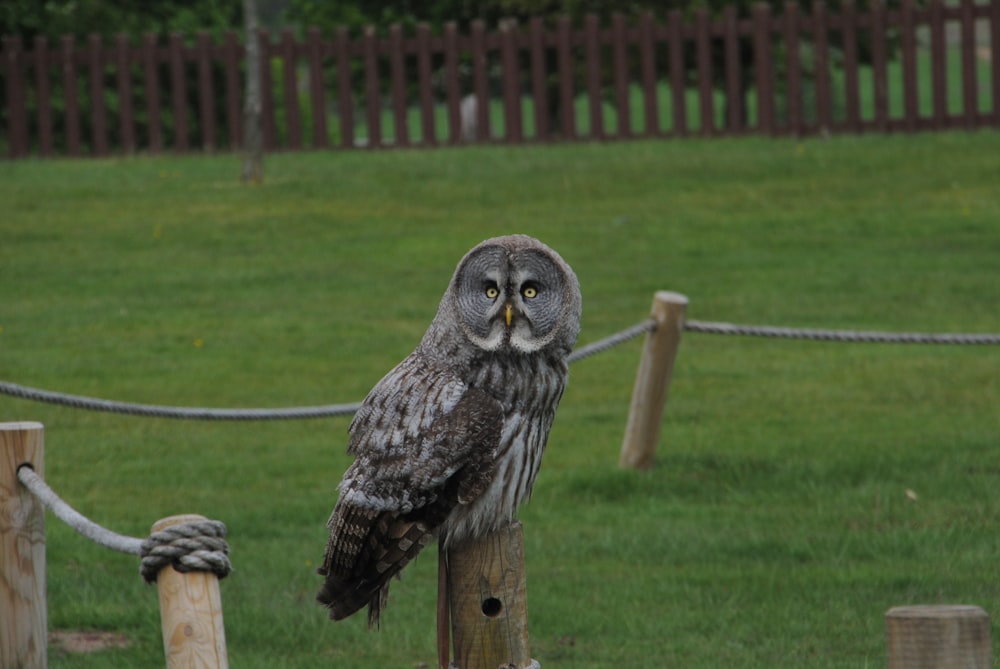 gray owl on brown wooden post during daytime