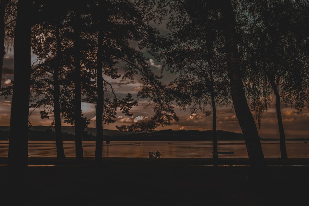 silhouette of trees near body of water during sunset