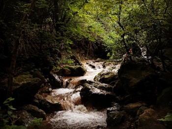 A serene stream flows through a dense forest, surrounded by lush green foliage and moss-covered rocks. The water cascades gently over the rocks, creating a soothing, natural scene. Light filters through the canopy, highlighting various shades of green.