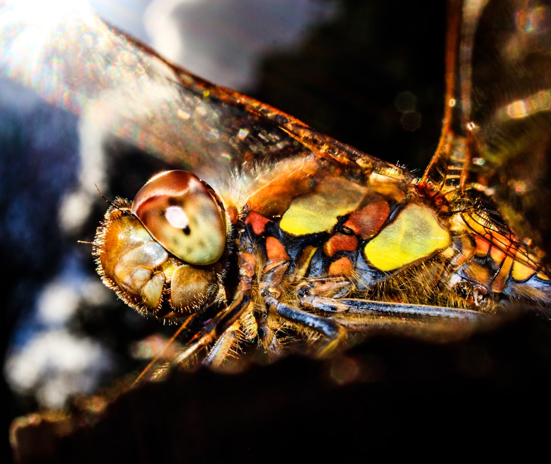 brown and black dragonfly in close up photography