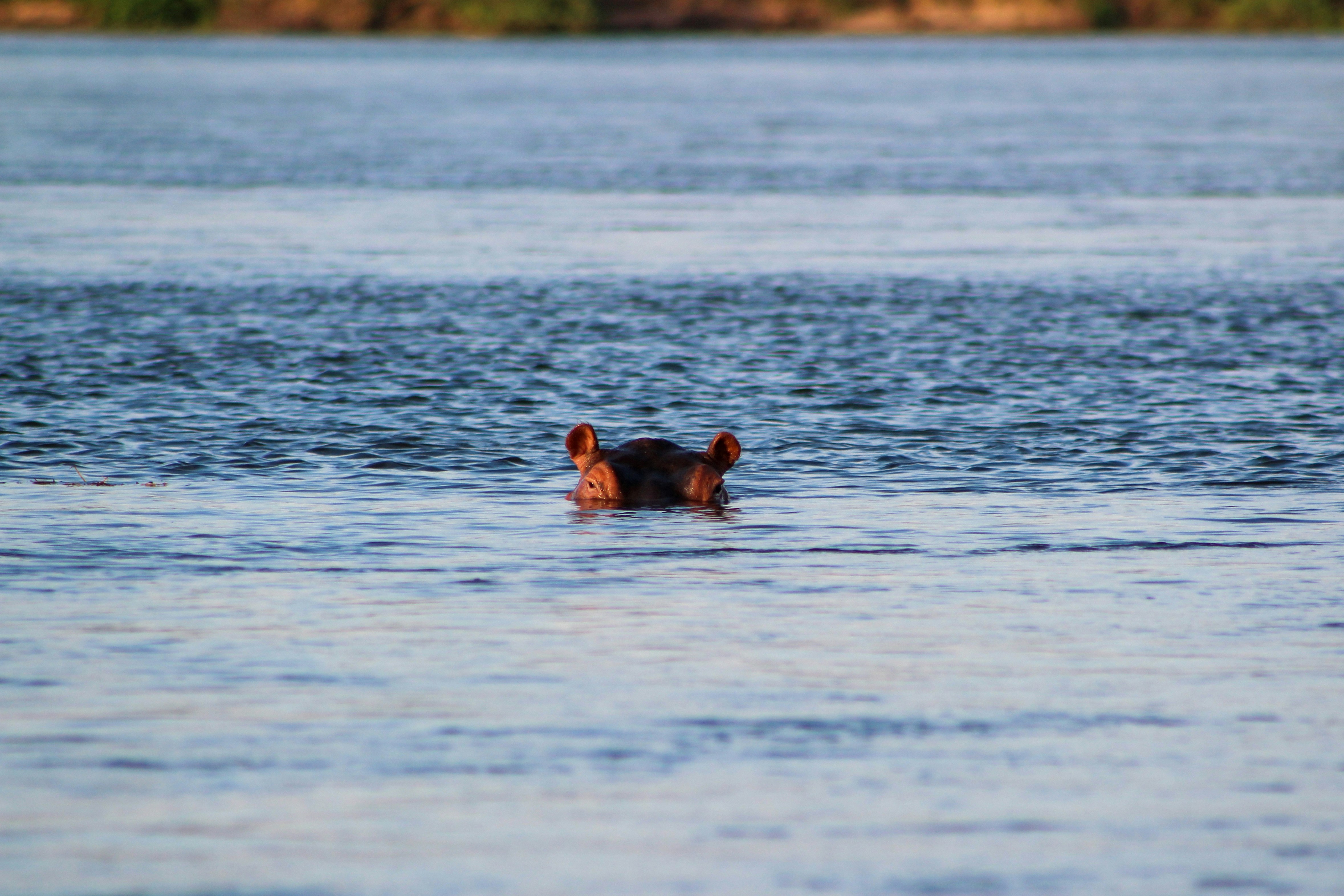 2 people swimming on sea during daytime, 