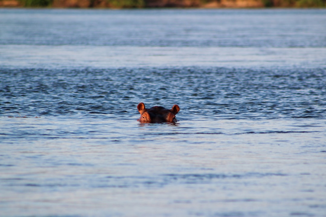  2 people swimming on sea during daytime hippopotamus