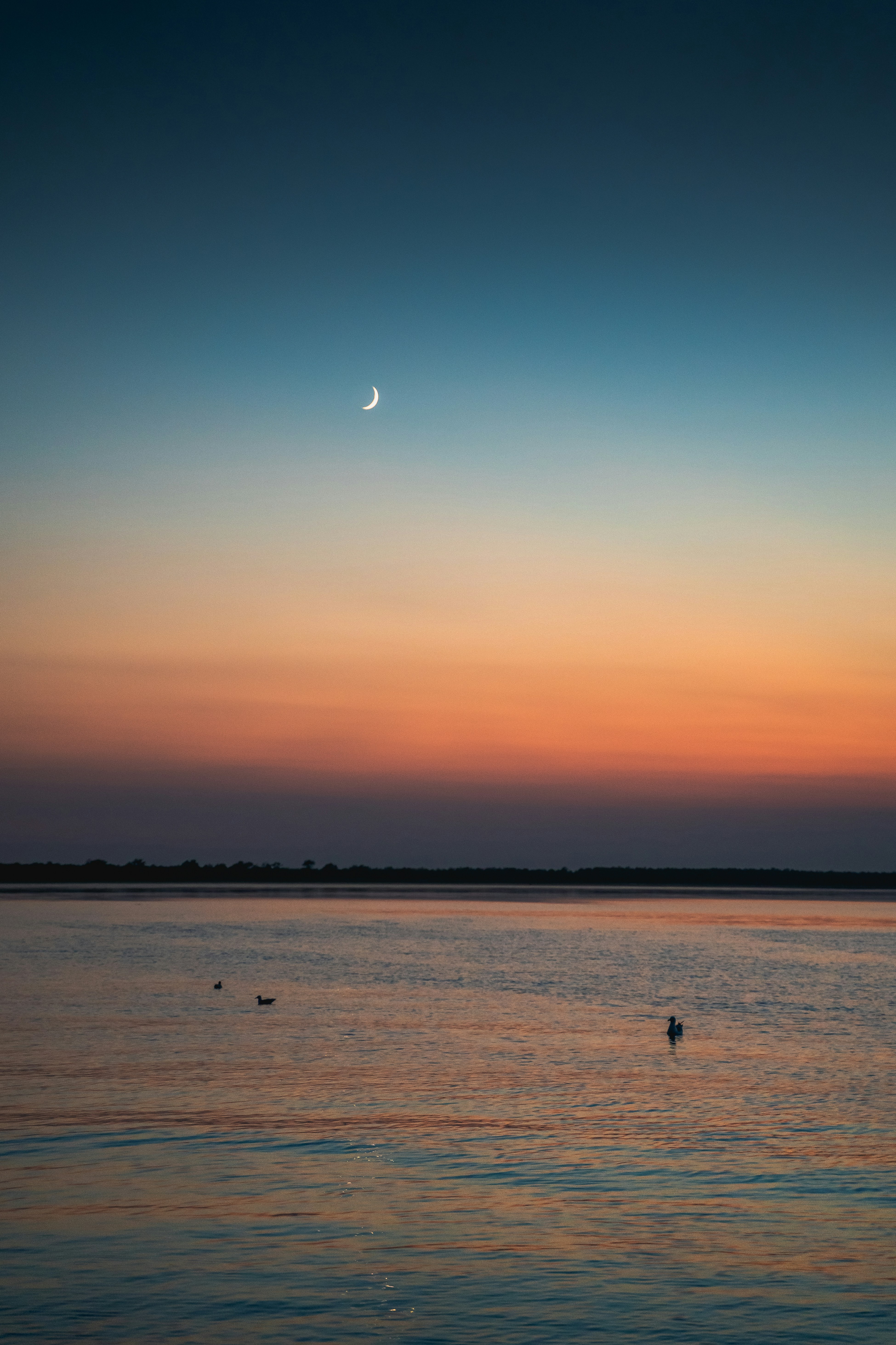 Photo by simonardo