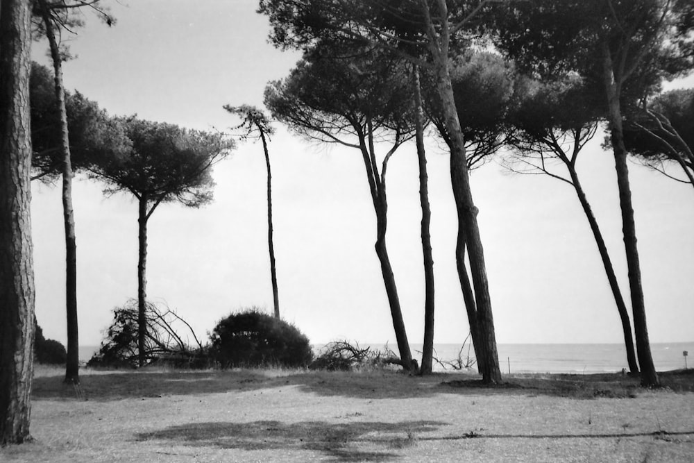 grayscale photo of trees near body of water