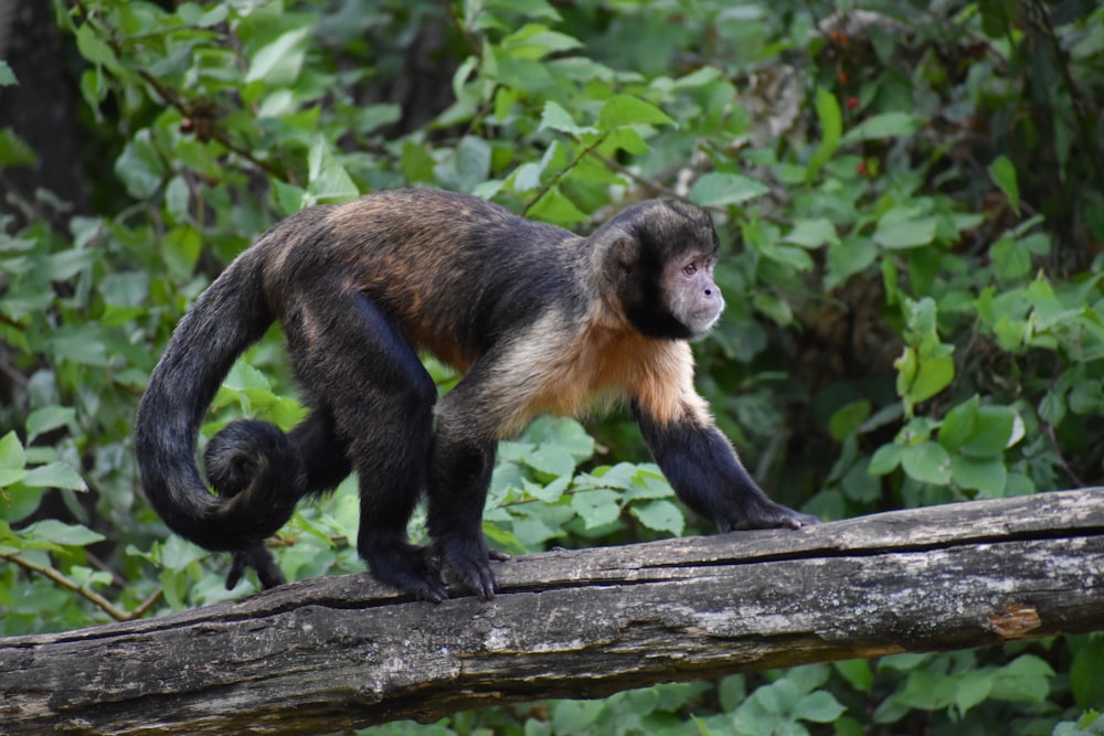 singe noir et brun sur une branche d’arbre pendant la journée