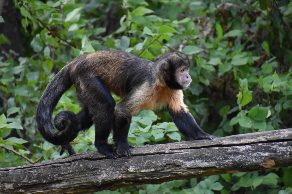 black and brown monkey on tree branch during daytime