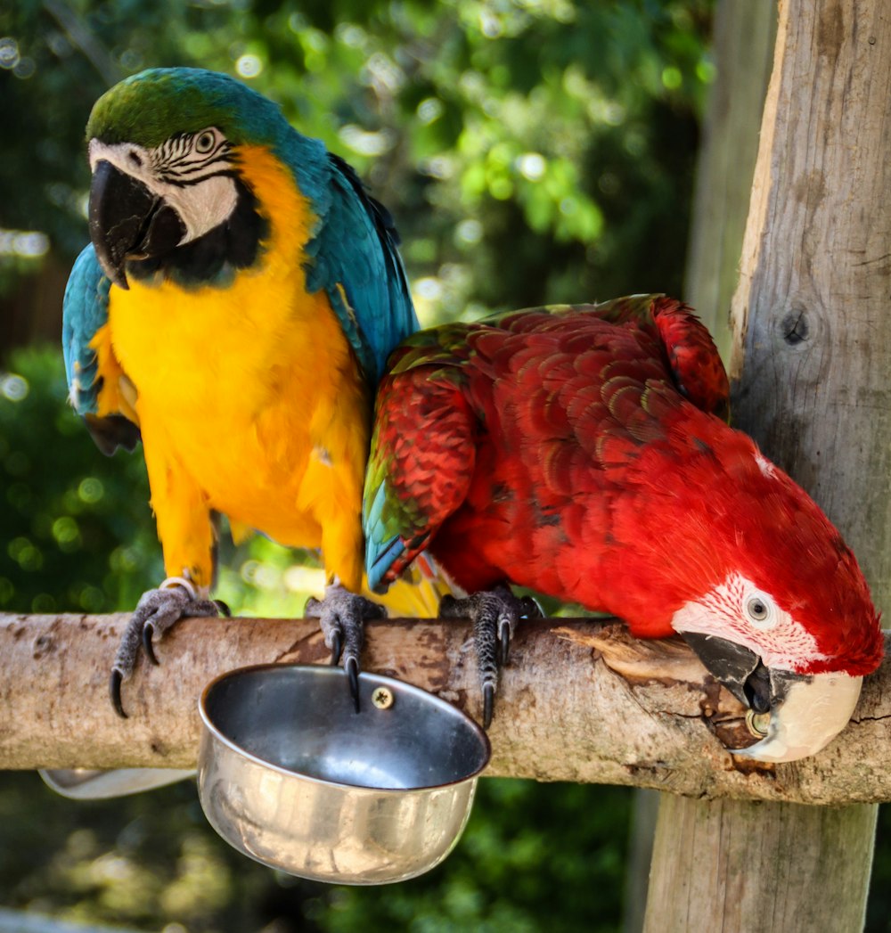 red yellow blue and green parrot