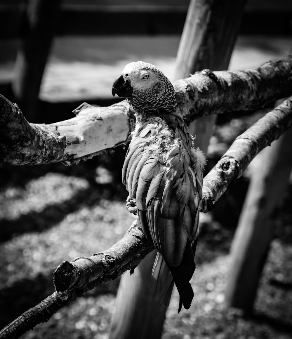 gray scale photo of bird on tree branch
