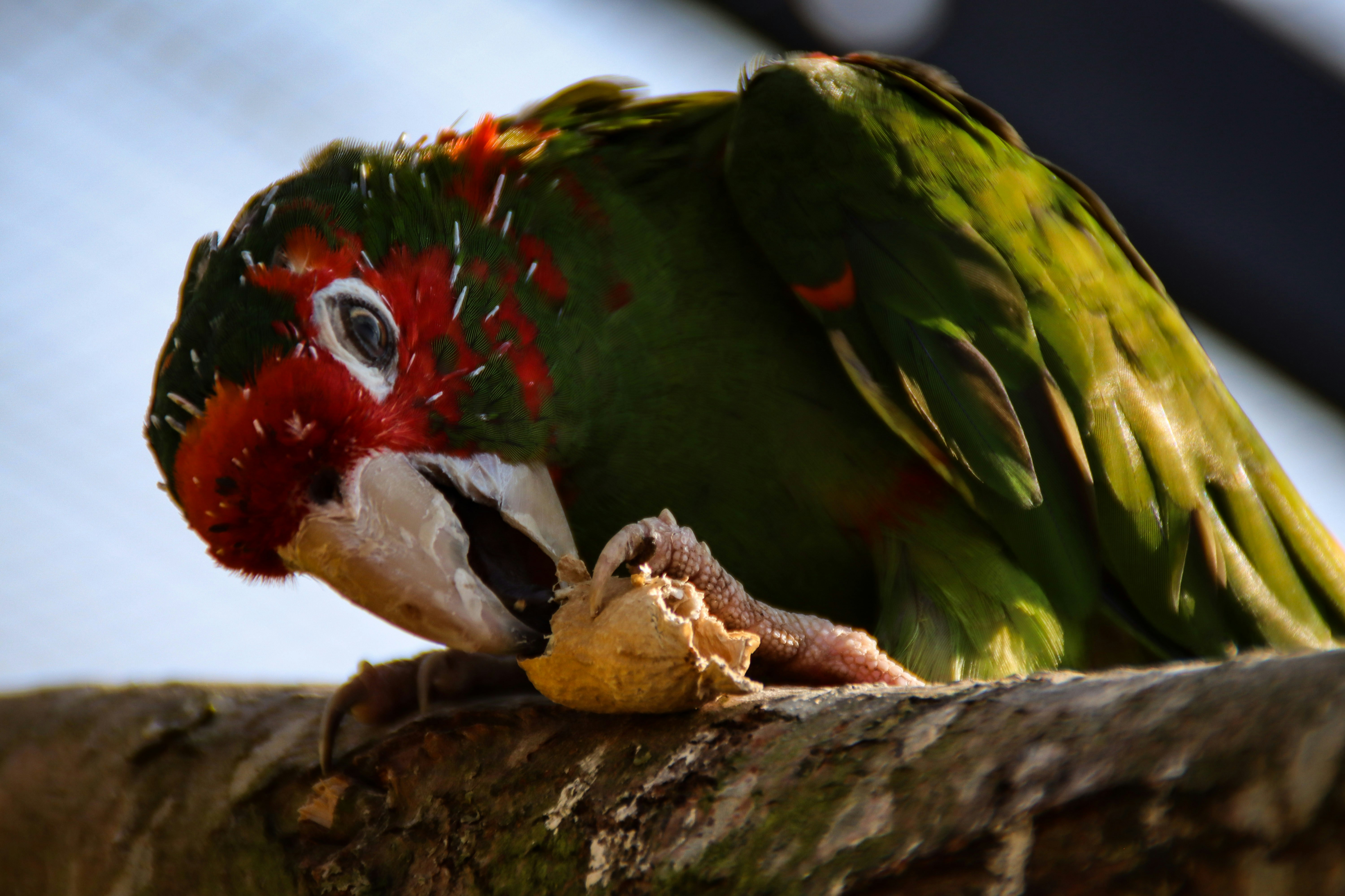 Parrot Pellet Diets