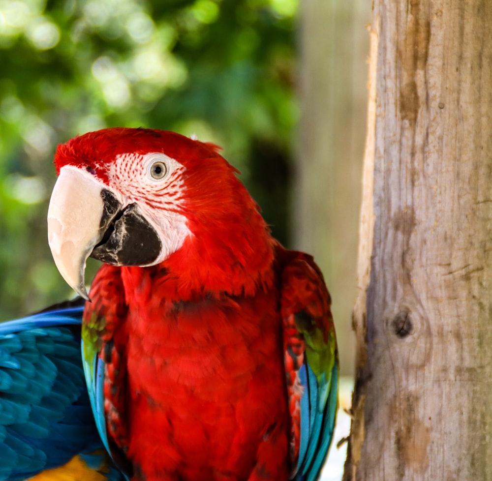 red blue and yellow macaw