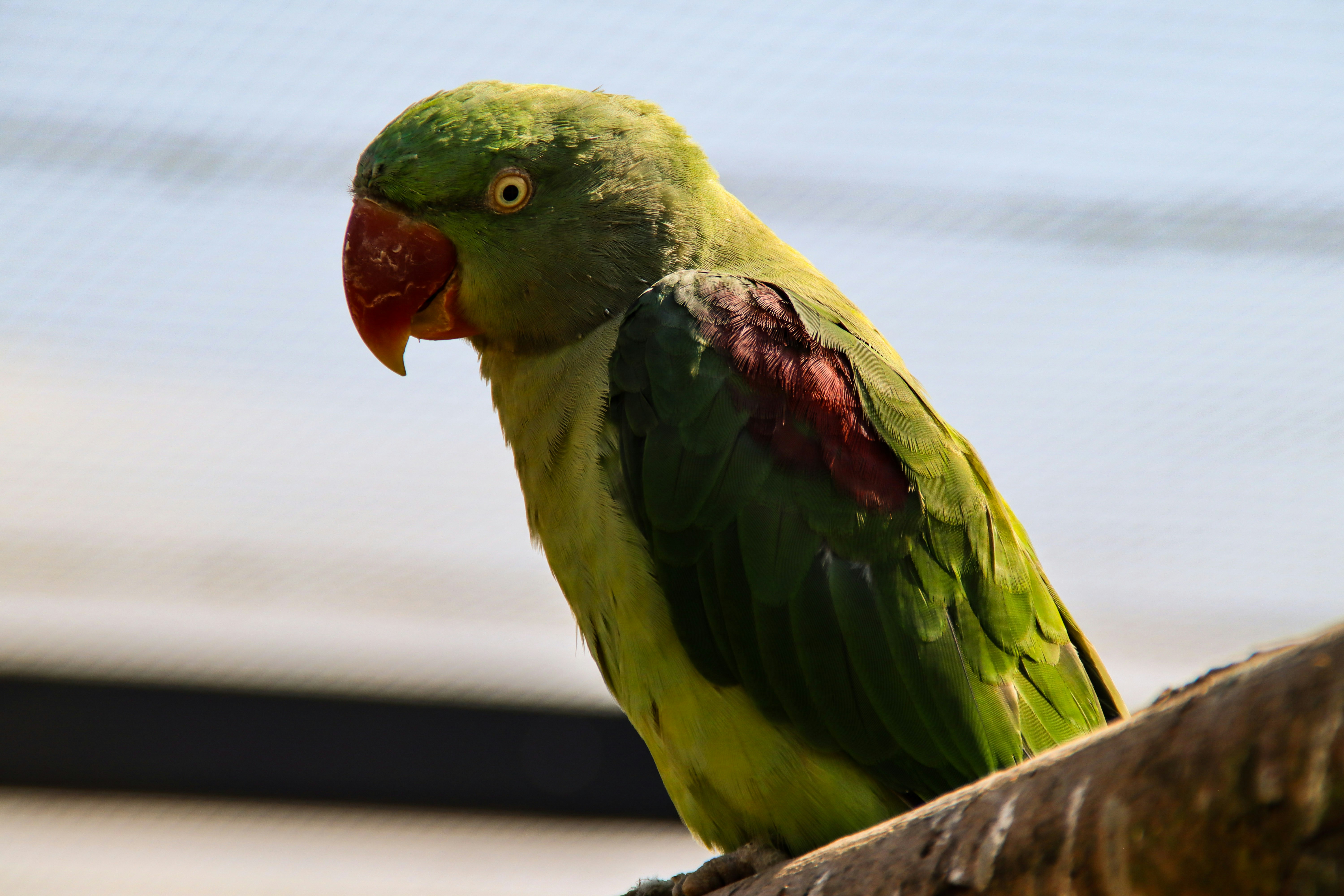 Photo by kingschamberoates