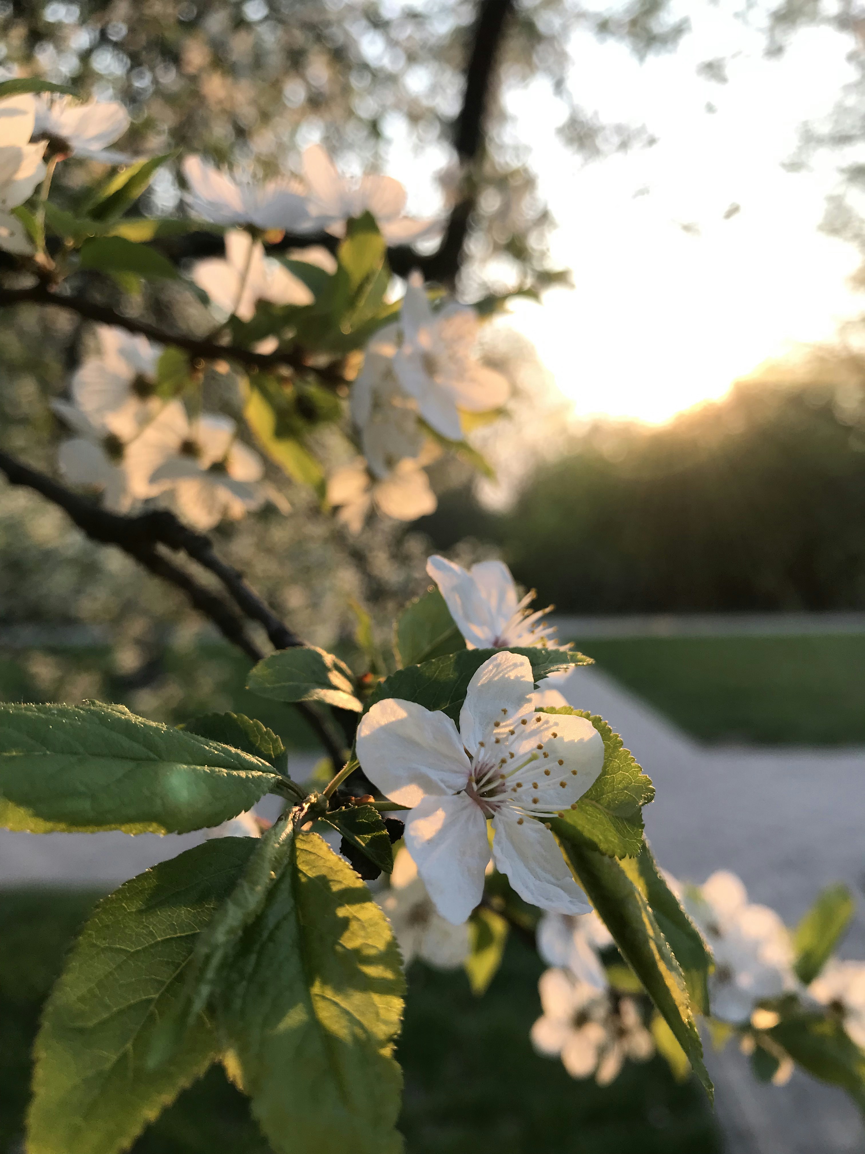 white flower with green leaves during daytime