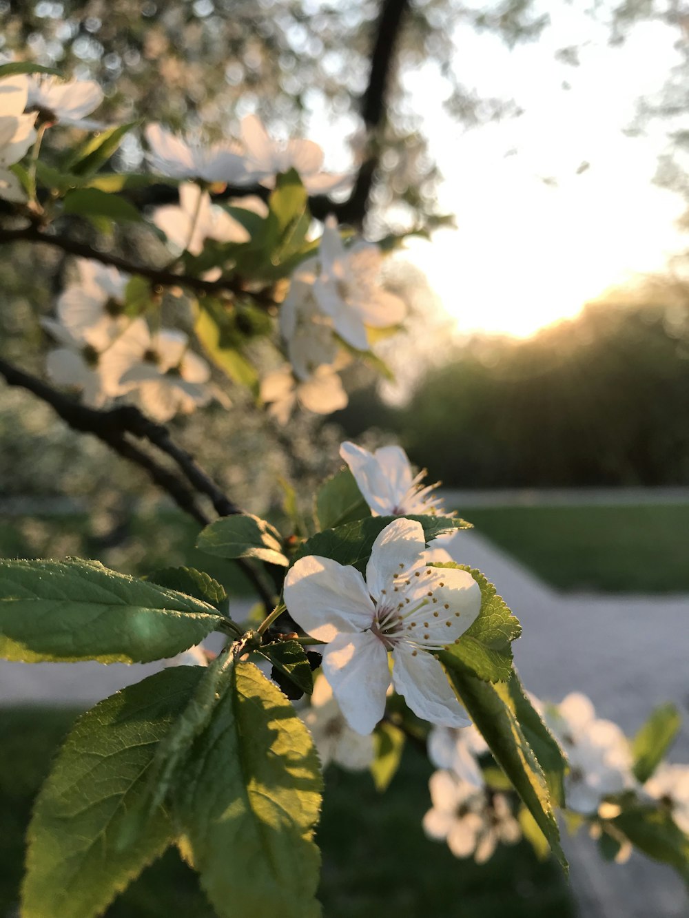 white flower with green leaves during daytime