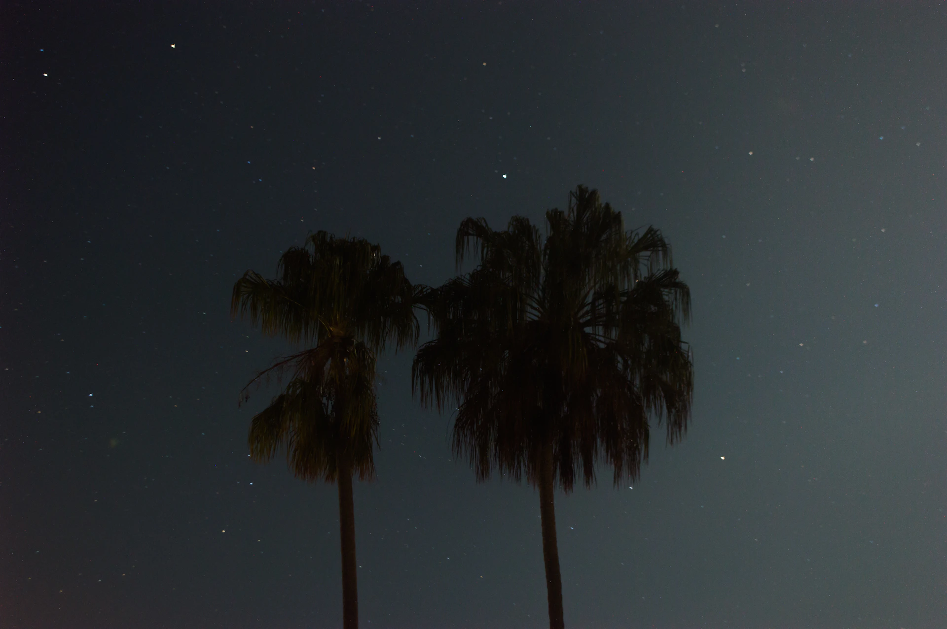 green palm tree during night time