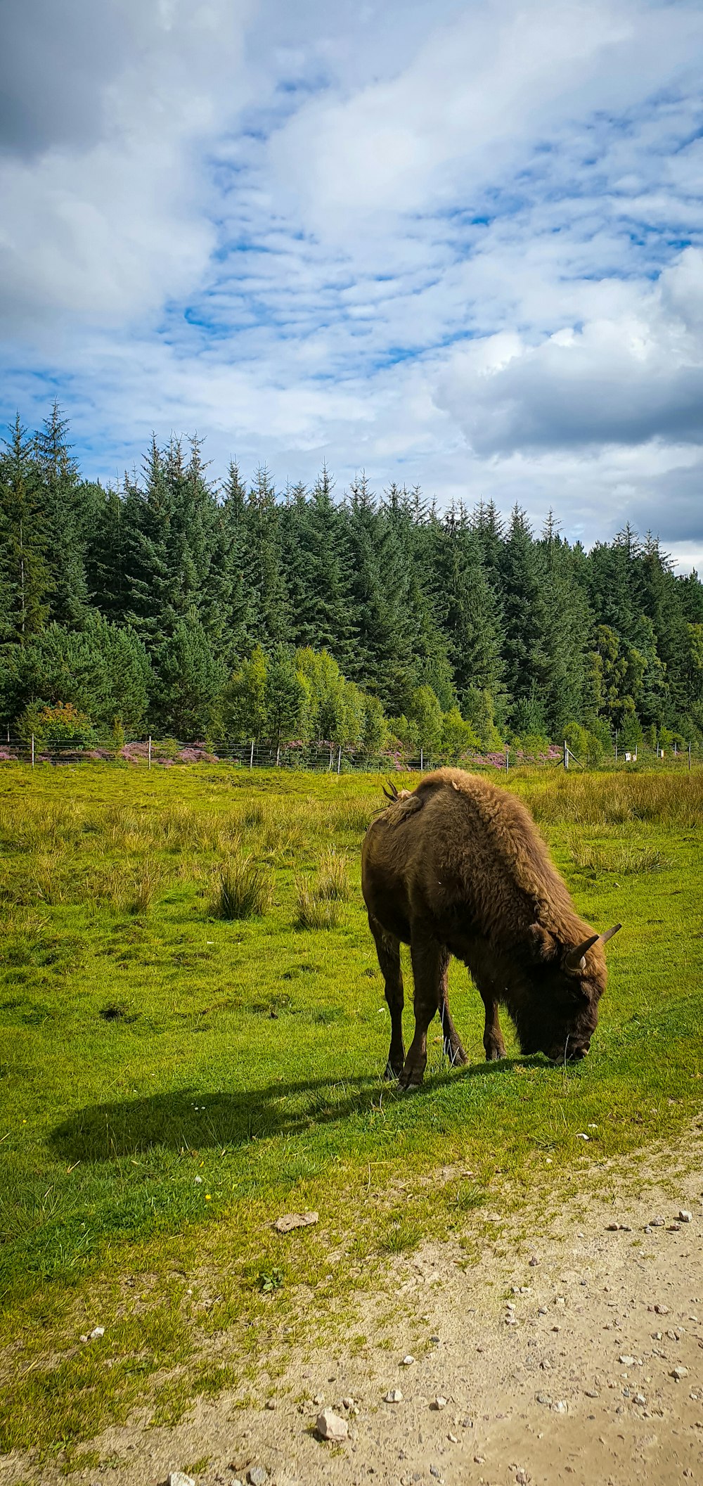 brown cow on green grass field during daytime