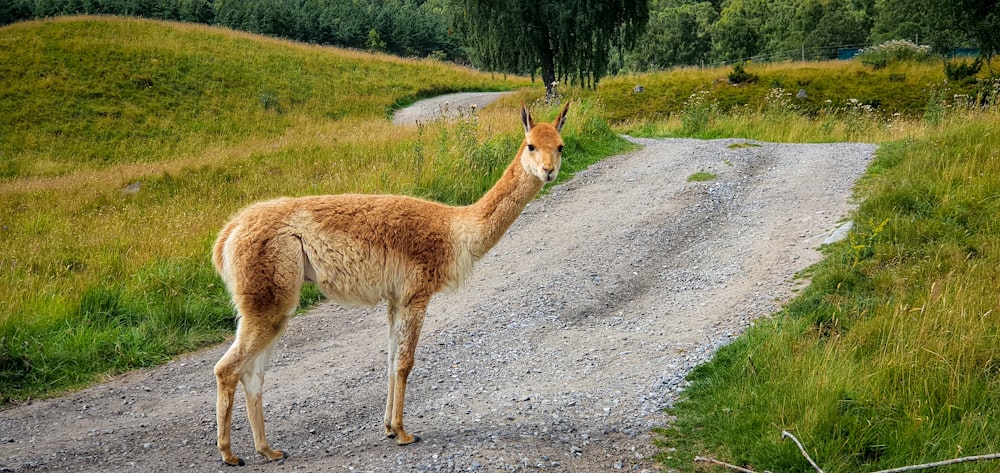 brown and white 4 legged animal on gray asphalt road during daytime