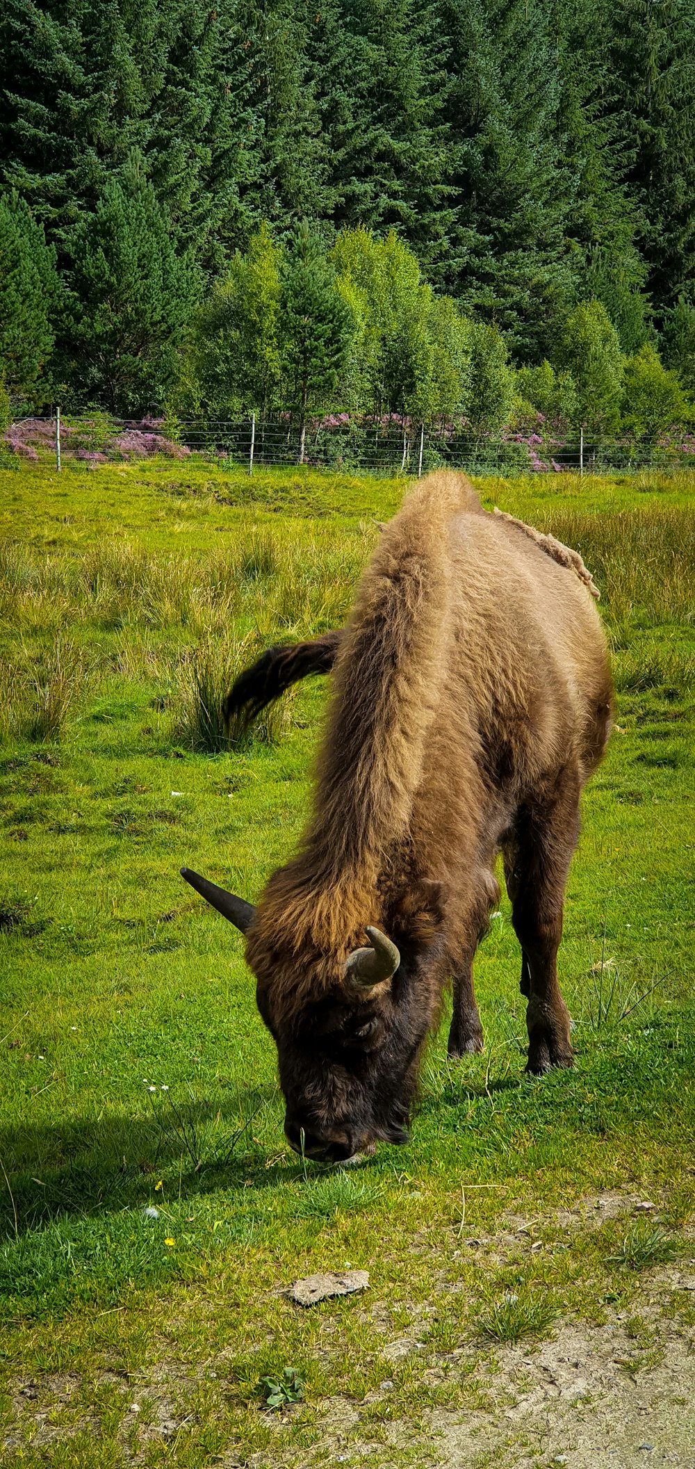 brown yak on green grass field during daytime