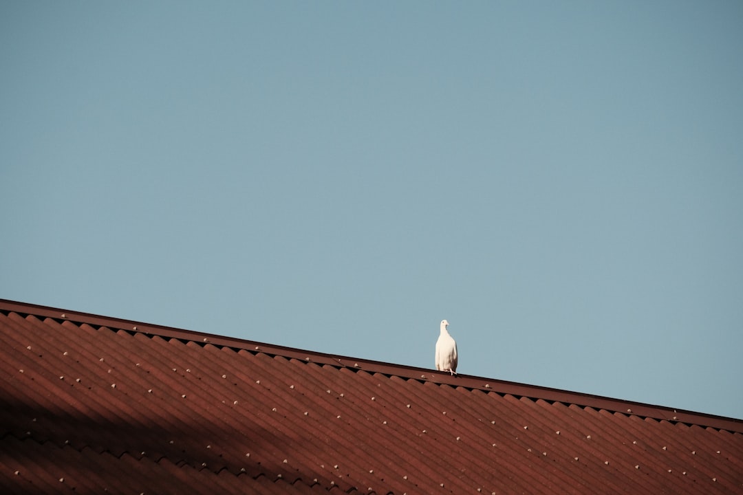 white bird on brown roof