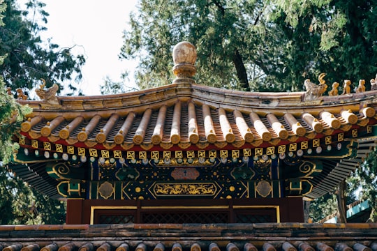 brown and black temple surrounded by green trees during daytime in The Palace Museum China