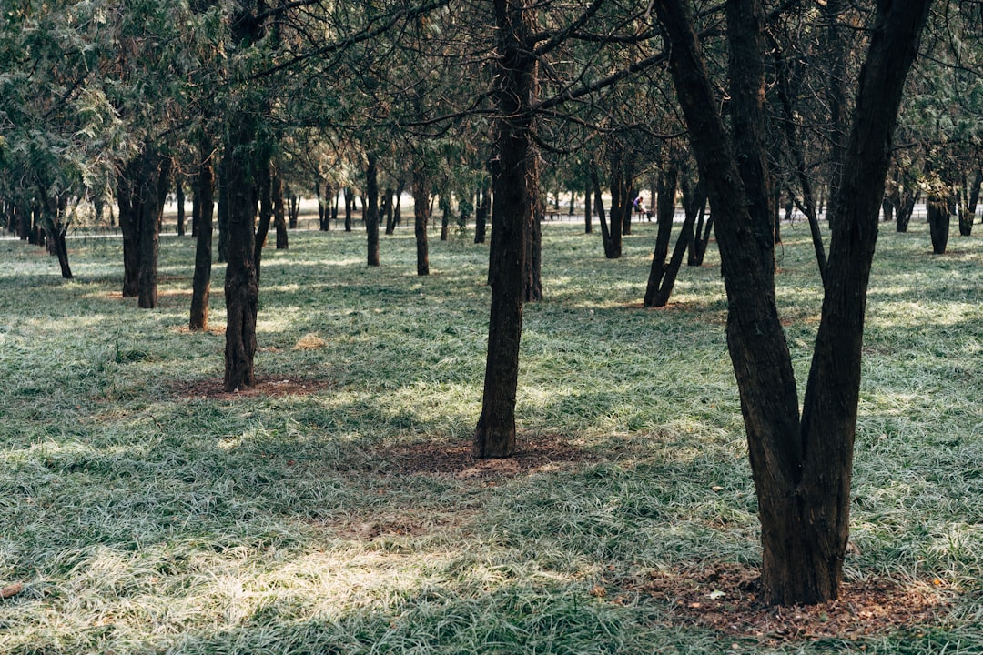 Nature reserve photo spot Beijing Dongcheng