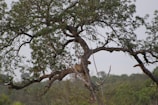 A leopard is perched on a thick tree branch amidst a dense forest. The scene captures a mix of lush greenery and the natural patterns of the leopard's fur blending with the tree's textures.