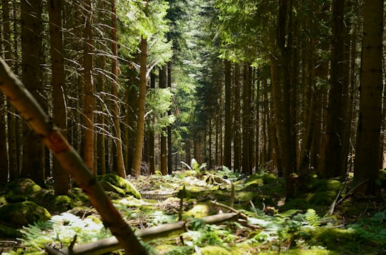 green and brown trees in forest during daytime in Lac des Truites France