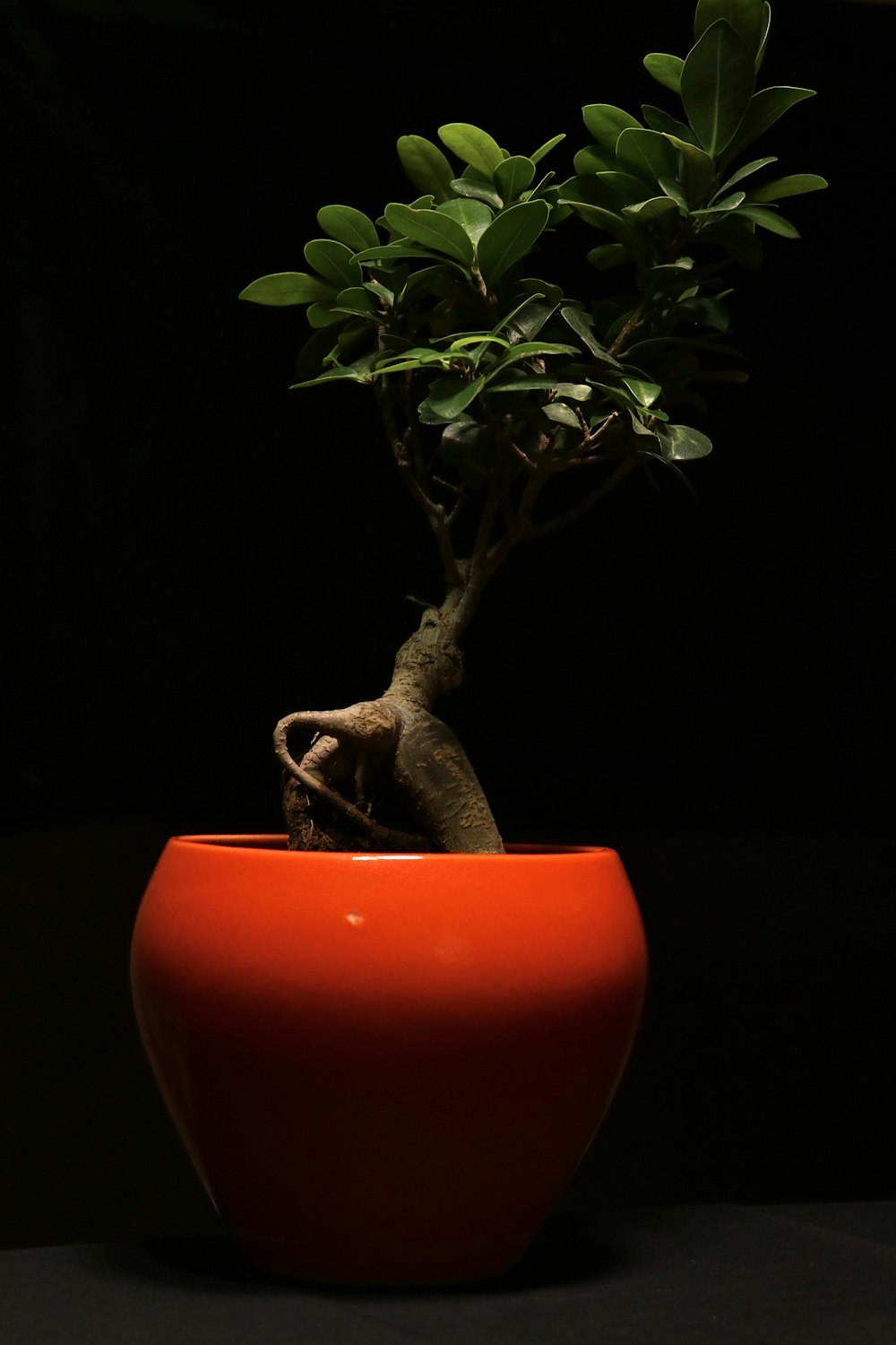 pianta verde in vaso rosso