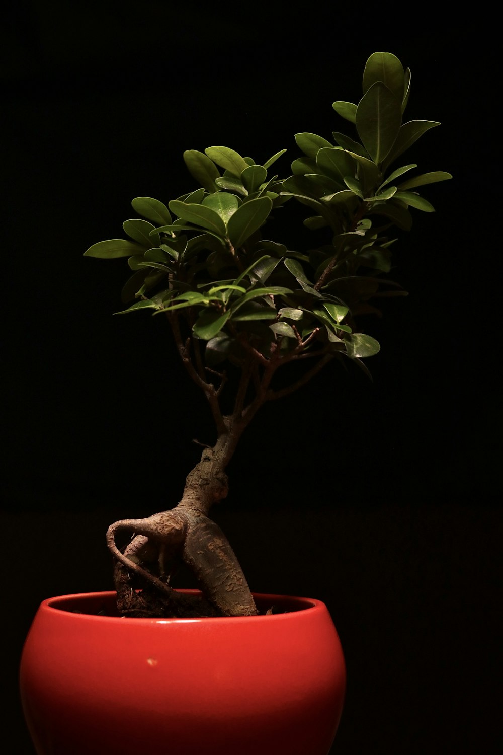 green plant on red pot