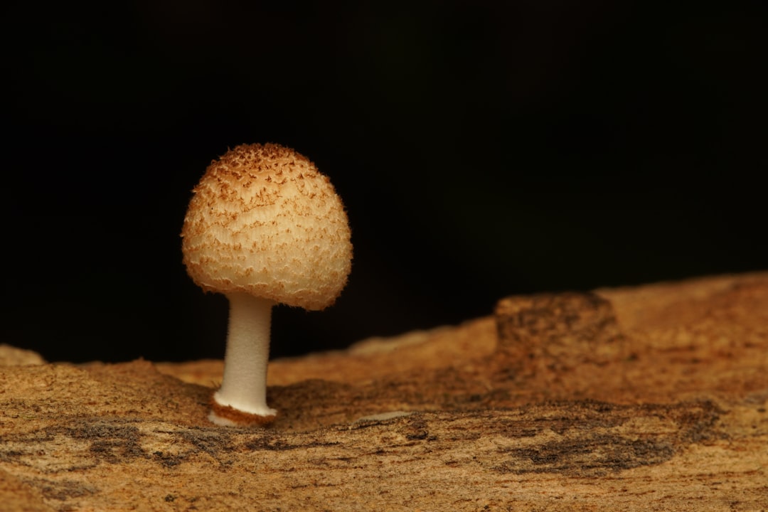 brown mushroom on brown soil