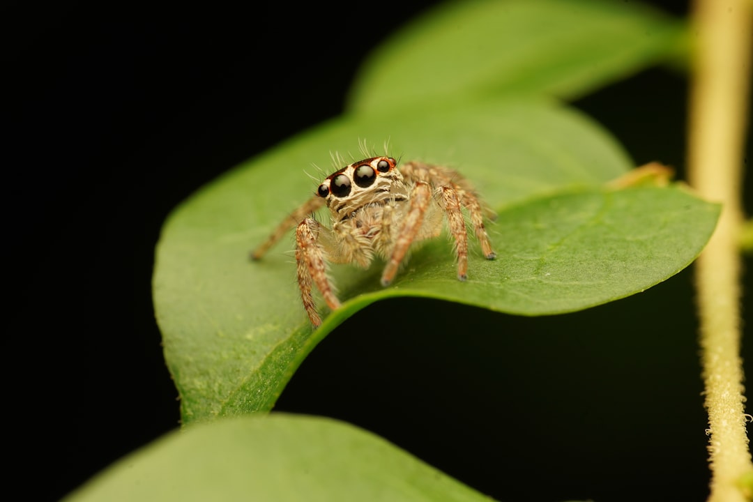 brown spider on green leaf