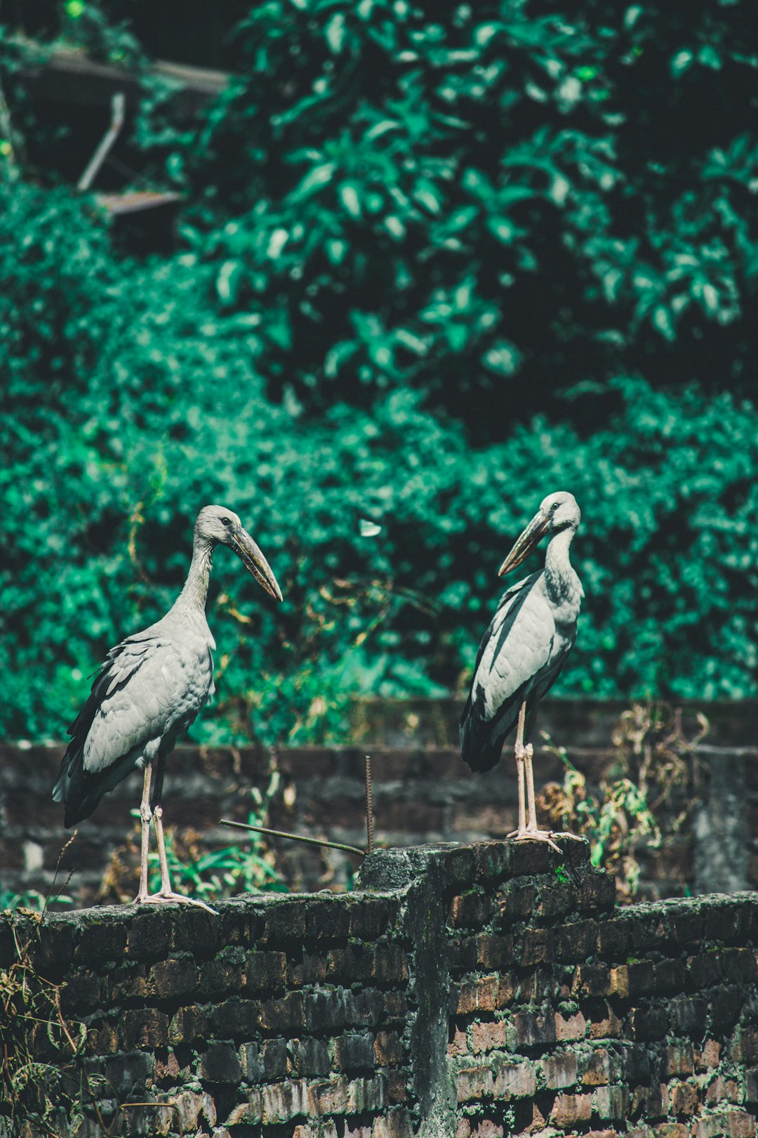 travelers stories about Wildlife in Guwahati, India