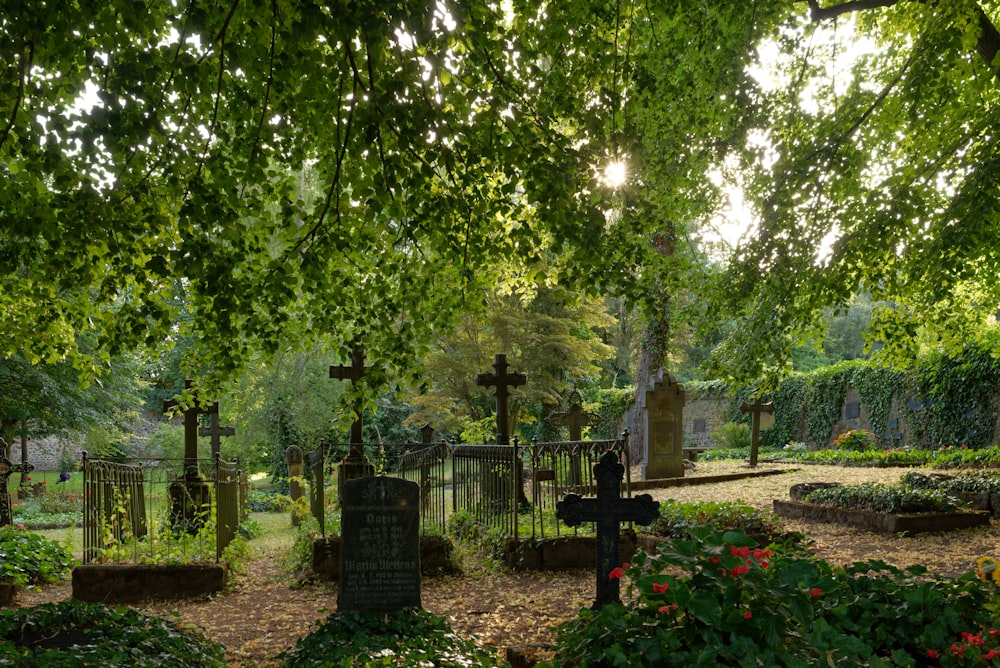 Árboles y plantas verdes durante el día