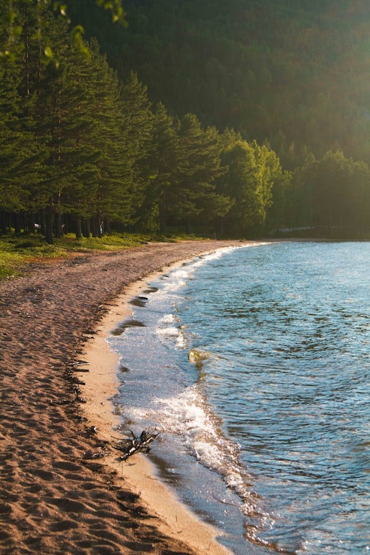 green trees beside body of water during daytime in Treungen Norway