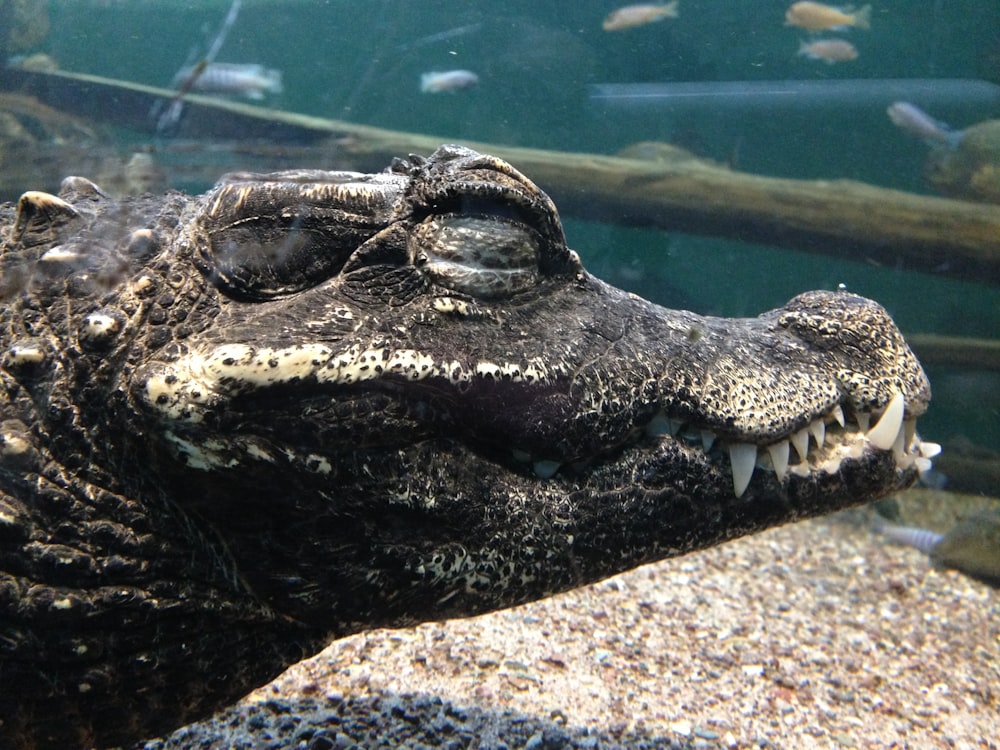 black crocodile in clear glass fish tank