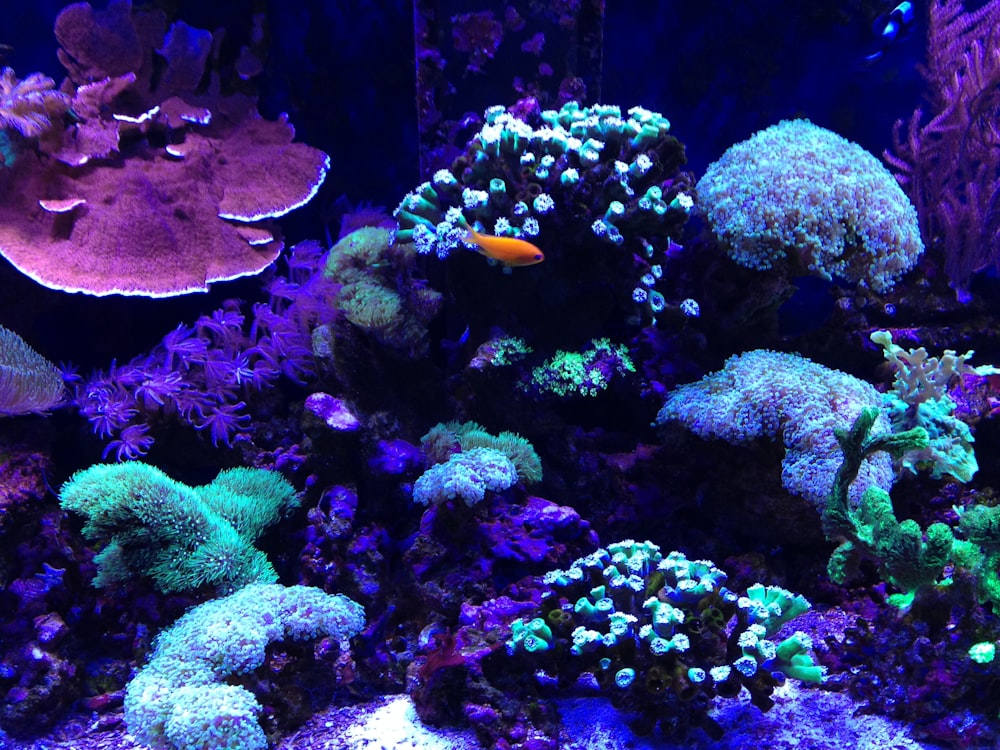 orange and white fish in fish tank