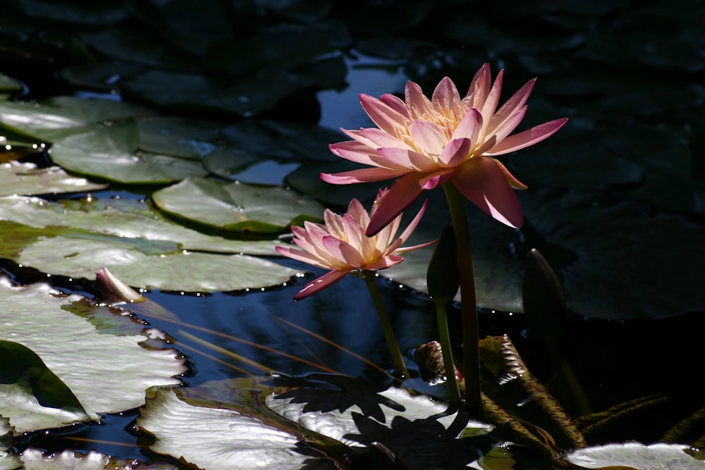 pink lotus flower on water