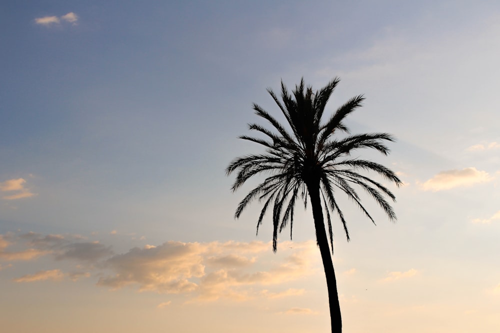 a silhouette of a palm tree against a blue sky