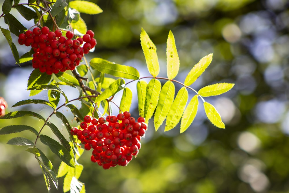 red round fruits on green leaves during daytime