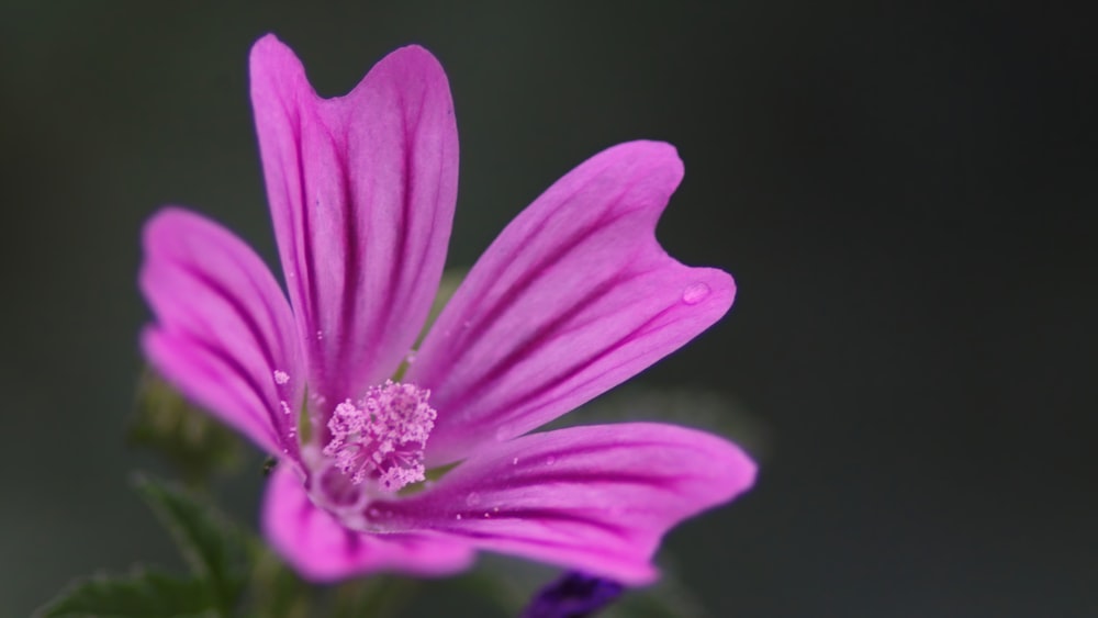 a close up of a flower