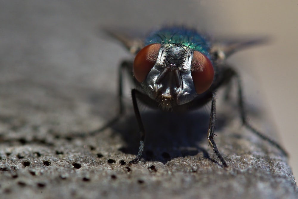 black and green fly on white textile