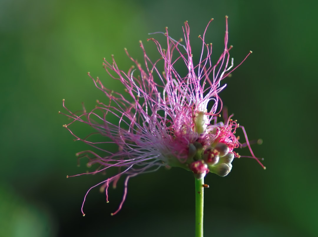 purple flower in macro lens