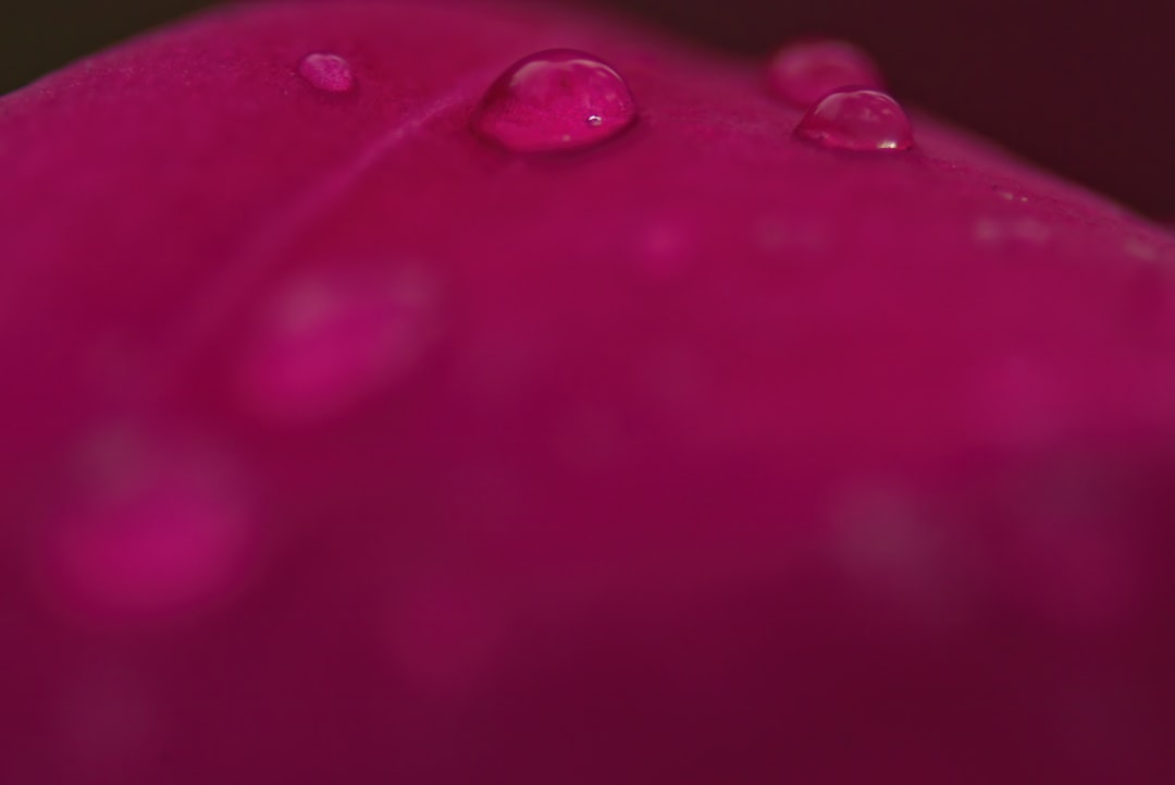 water droplets on red round fruit