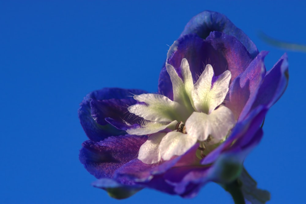 Lila und weiße Blume in Nahaufnahmen