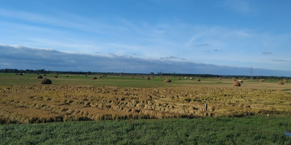 green grass field under blue sky during daytime