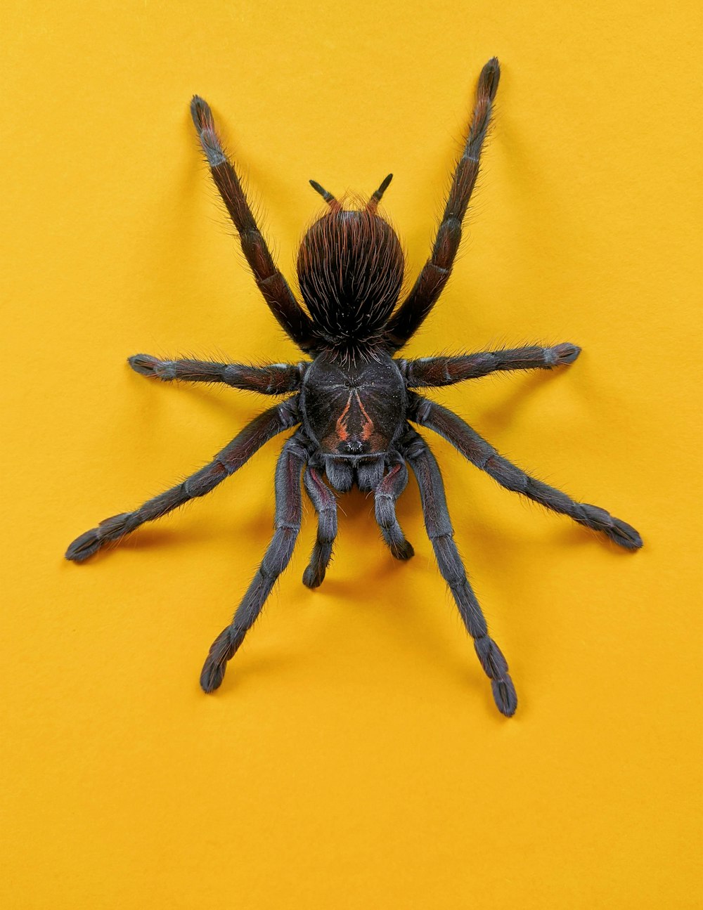 araignée marron et noir sur mur jaune