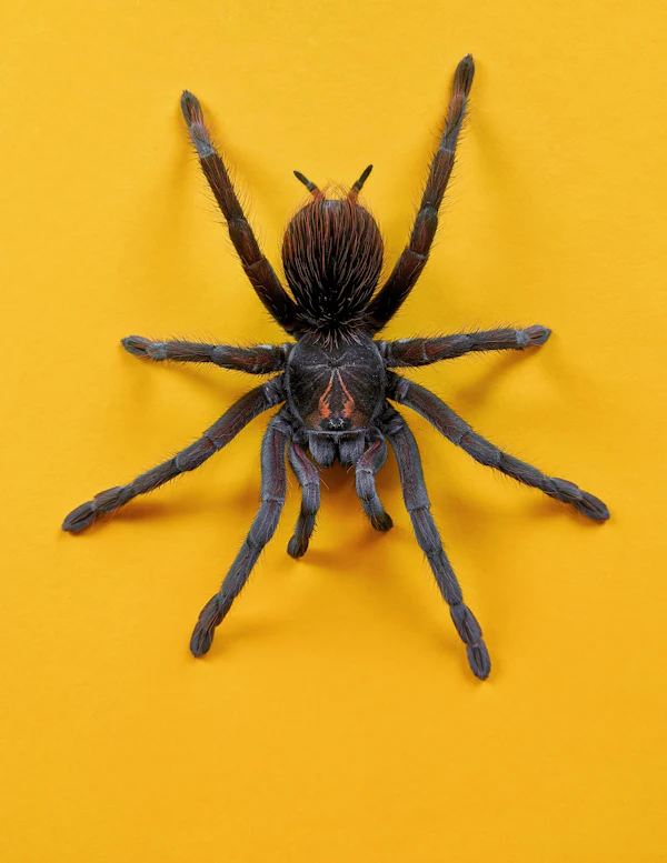 Araña sobre una pared