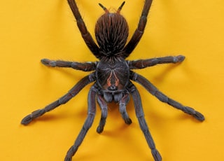 brown and black spider on yellow wall