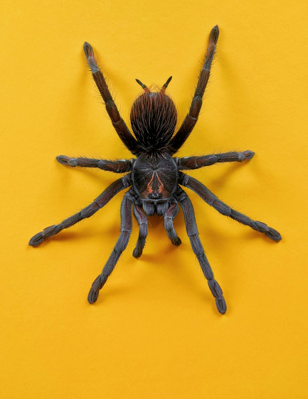 brown and black spider on yellow wall