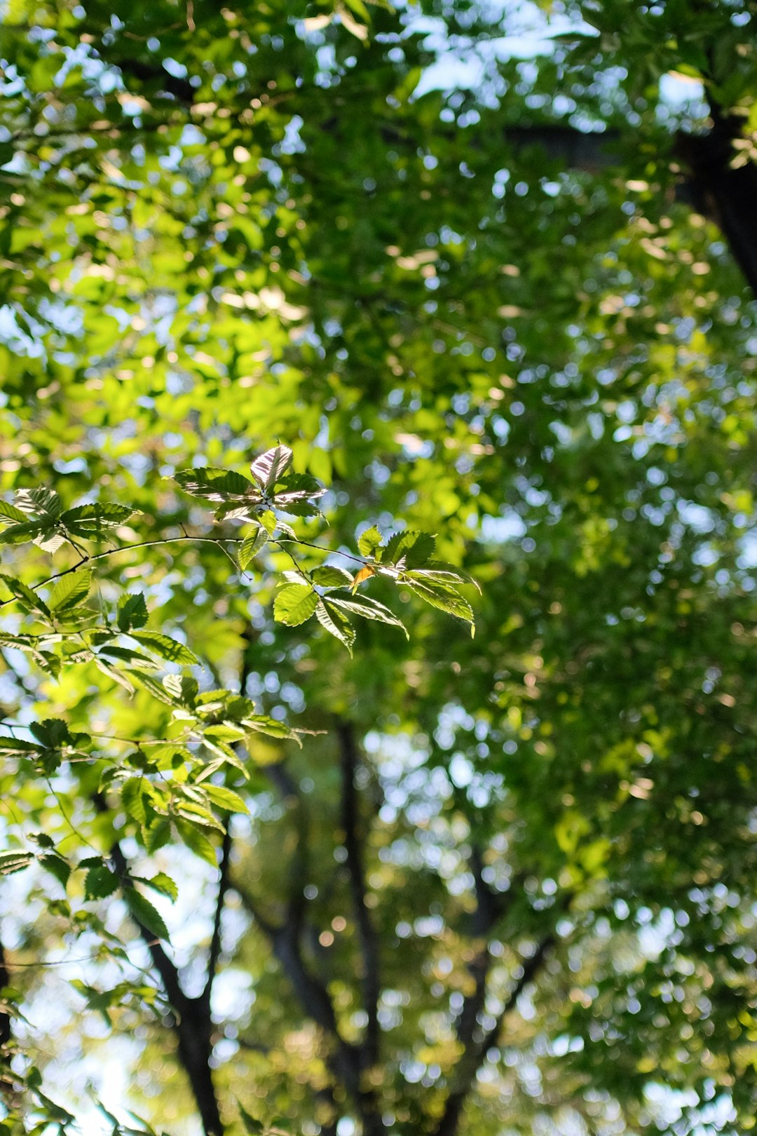 green leaves on tree during daytime