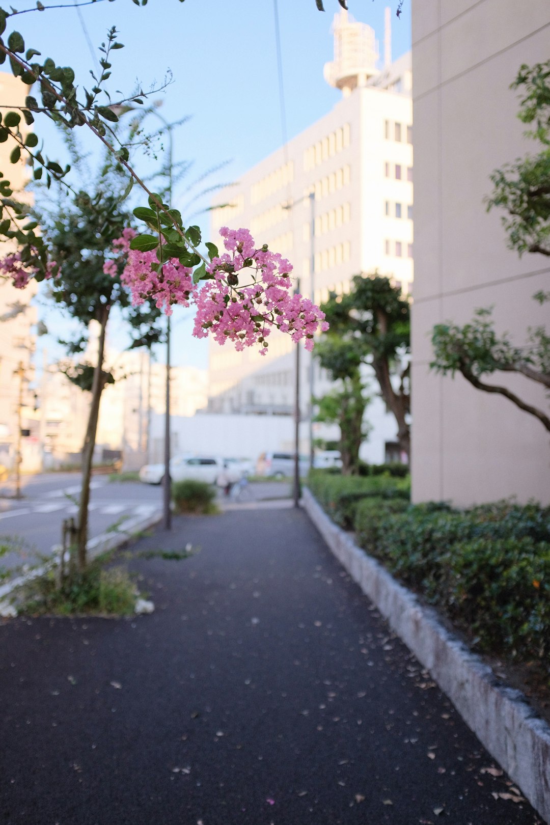 pink flower on green leaves during daytime